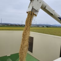 【送料無料・NFT付き】近江米 5kg 令和7年産 きぬむすめ 滋賀県高島市産 近江米 自家製 産地直送 玄米重量 <残留農薬検査実施済み> - 6
