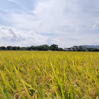 【好評につき再入荷】サクサク食感がやみつき アーモンドふりかけ 味噌ごま／ラー油ごま ご飯のお供 - 9
