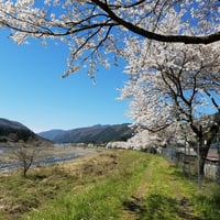 【送料無料・NFT付き】近江米 15kg 令和7年産 きぬむすめ 滋賀県高島市産 近江米 自家製 産地直送 玄米重量 <残留農薬検査実施済み> - 10
