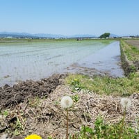 【送料無料・NFT付き】近江米 10kg 令和7年産 きぬむすめ 滋賀県高島市産 近江米 自家製 産地直送 玄米重量 <残留農薬検査実施済み> - 2