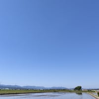 【送料無料・NFT付き】近江米 5kg 令和7年産 きぬむすめ 滋賀県高島市産 近江米 自家製 産地直送 玄米重量 <残留農薬検査実施済み> - 8