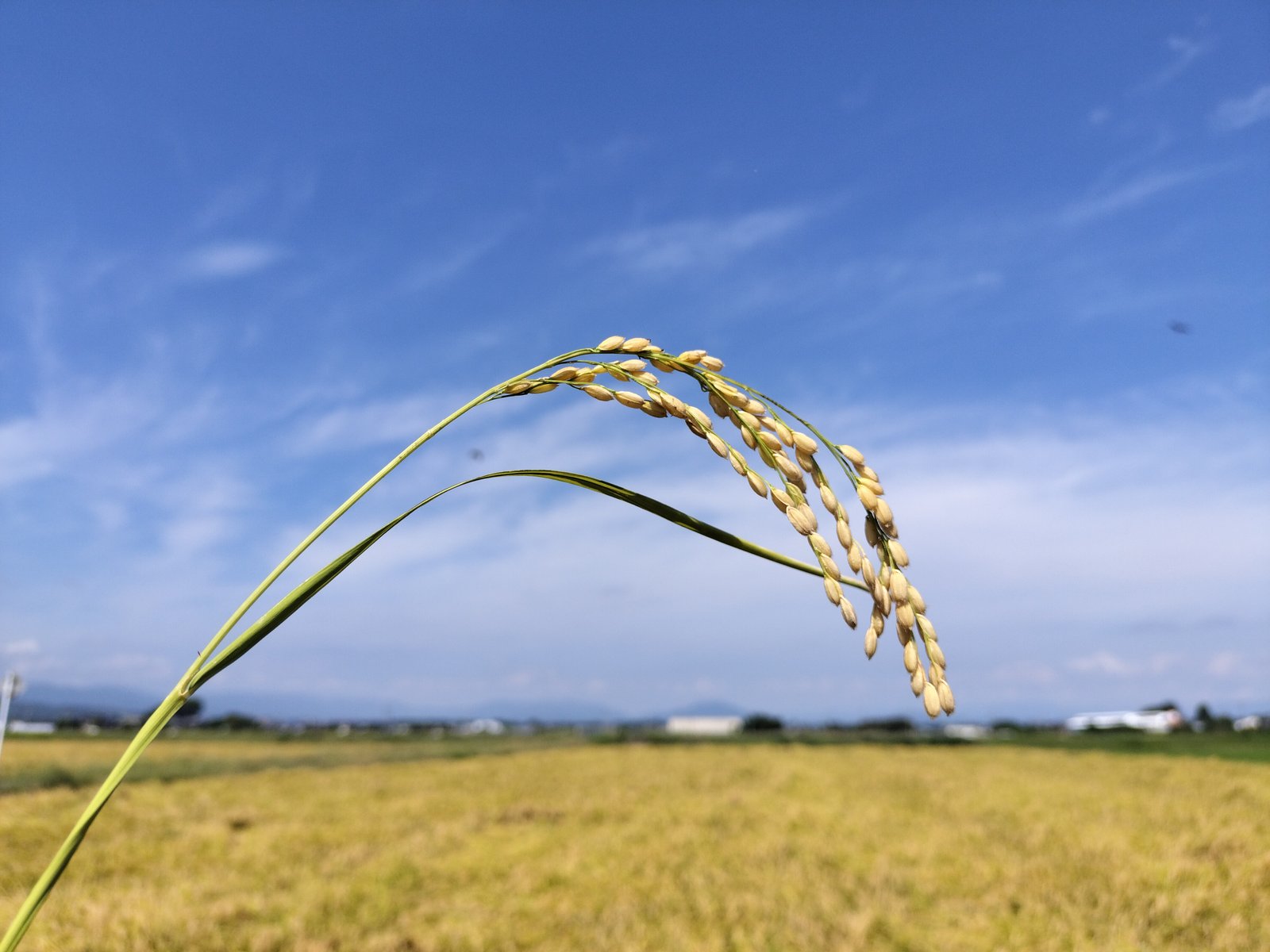 【お試し5合 NFT付き】令和7年産 きぬむすめ 滋賀県高島市産 近江米 自家製 産地直送 精米・玄米重量 <残留農薬検査実施済み>