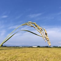 【お試し5合 NFT付き】令和7年産 きぬむすめ 滋賀県高島市産 近江米 自家製 産地直送 精米・玄米重量 <残留農薬検査実施済み>