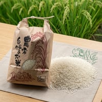 農家直売　保冷庫保管　福岡県産ヒノヒカリ　白米5kg　令和７年度産　【極上の粘りと甘み】寒暖差が生んだ、おかわりが止まらない「朝倉産米」。発送前に精米 - 2