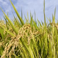 【送料無料・NFT付き】近江米 5kg 令和7年産 きぬむすめ 滋賀県高島市産 近江米 自家製 産地直送 玄米重量 <残留農薬検査実施済み> - 4