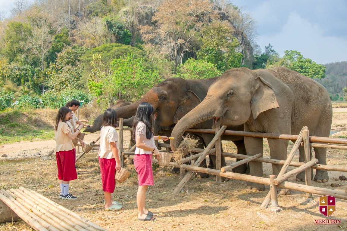 Students volunteering in elephant sanctuary.