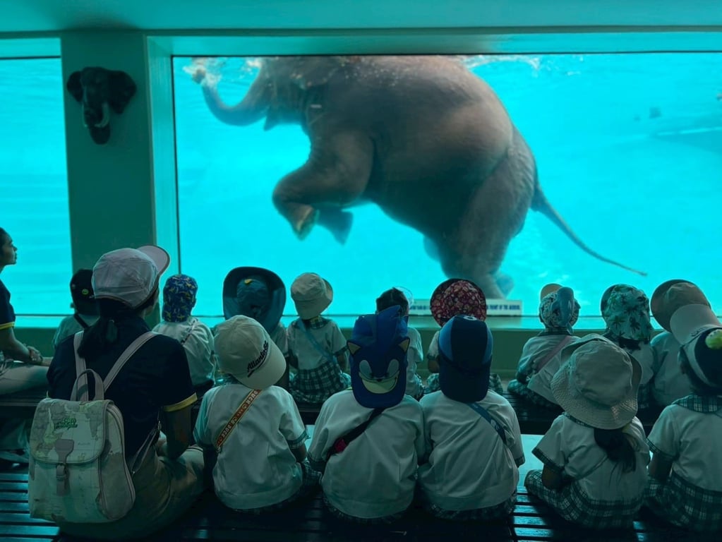 Preschool students watching an elephant swim during a zoo trip.