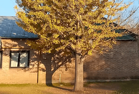 Wellspring School — international school in Buenos Aires, Argentina