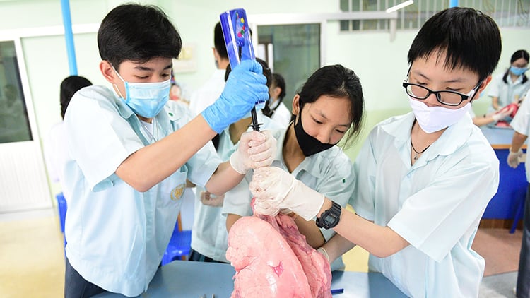 Secondary students conducting a biology lab on organ anatomy.