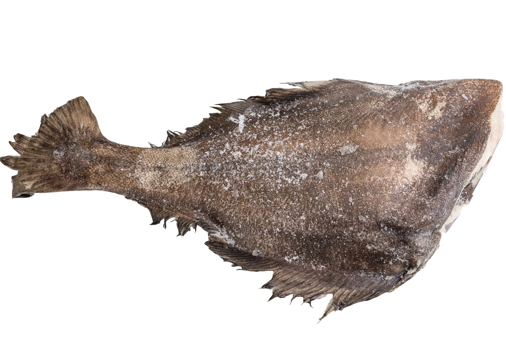 Фото Палтус «Halibut»