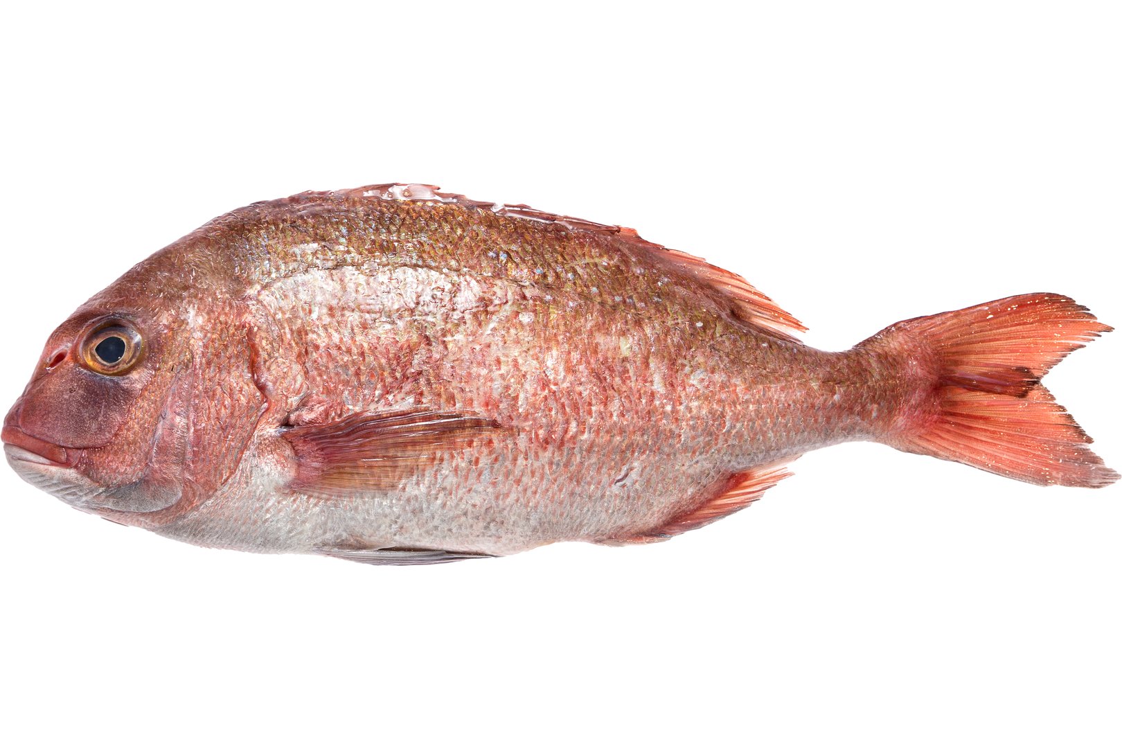 Фото Пагр золотистый «Common Seabream» охлажденный Греция