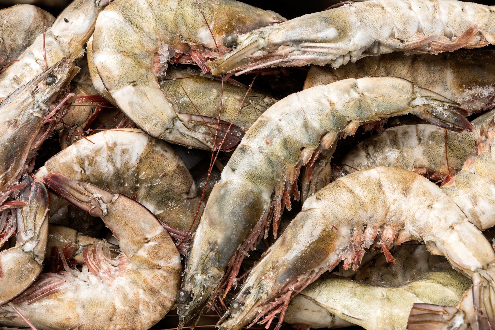 Photo King prawns in shell "Shrimp" 20/30 z/g s/m weight.