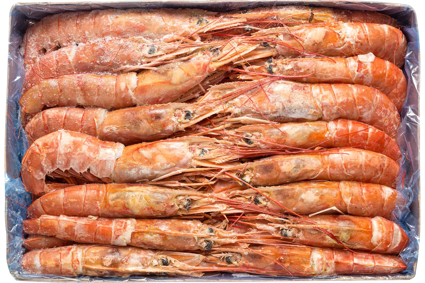 Photo Argentinean Shrimps