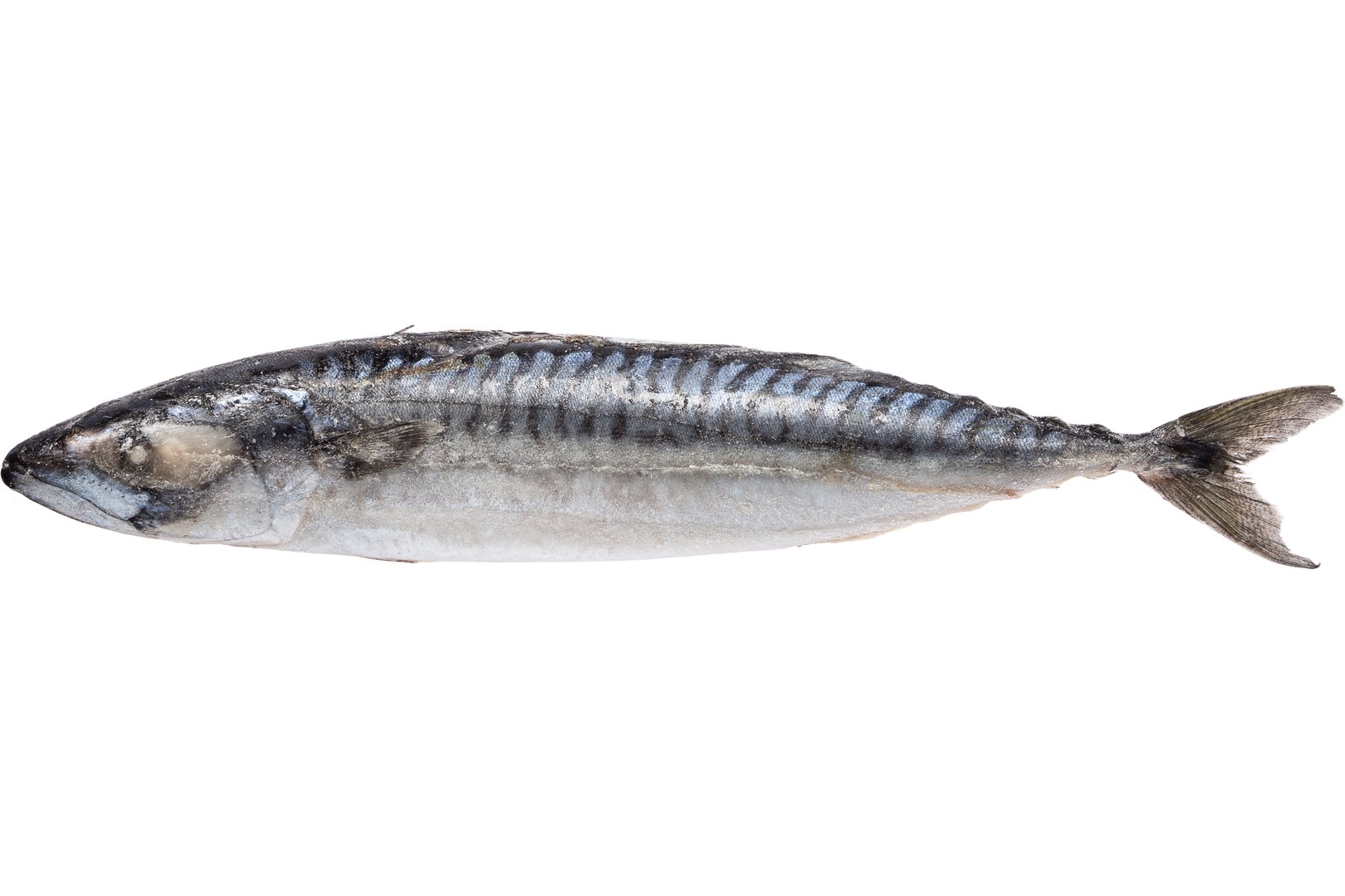 Фото Скумбрия «Atlantic mackerel» Норвегия