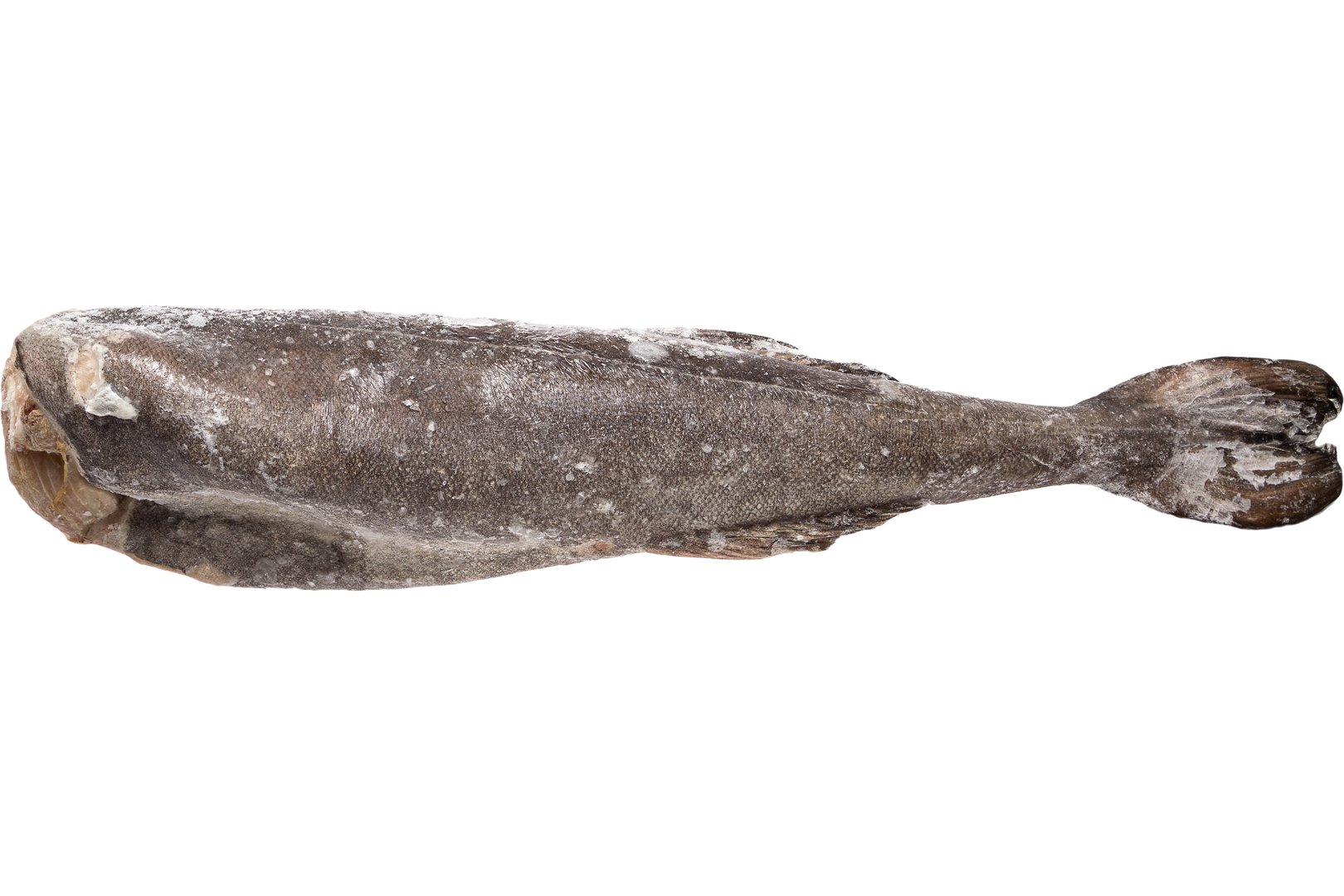 Фото Треска черная (угольная рыба) «Sablefish»