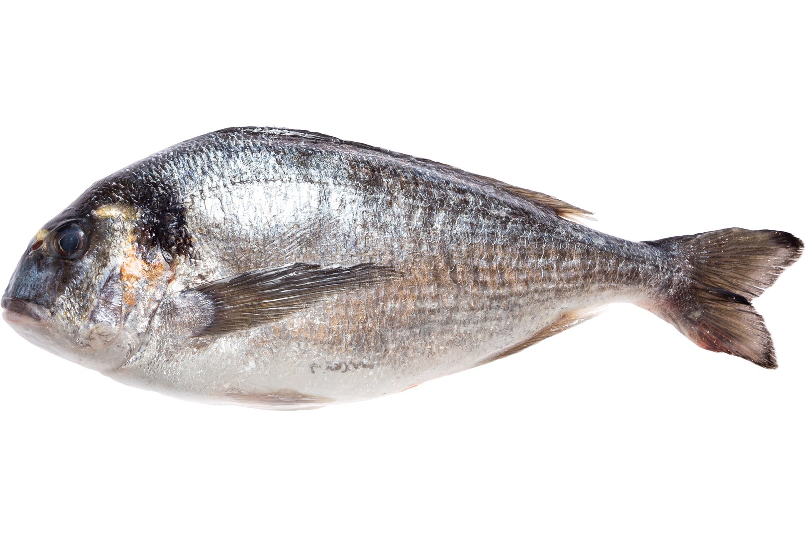 Фото Дикий золотистый спар (Аурата)«Gilthead seabream»