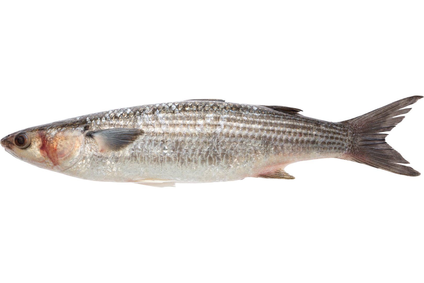 Фото Лобан (кефаль) «Grey Mullet» охолоджений, Греція