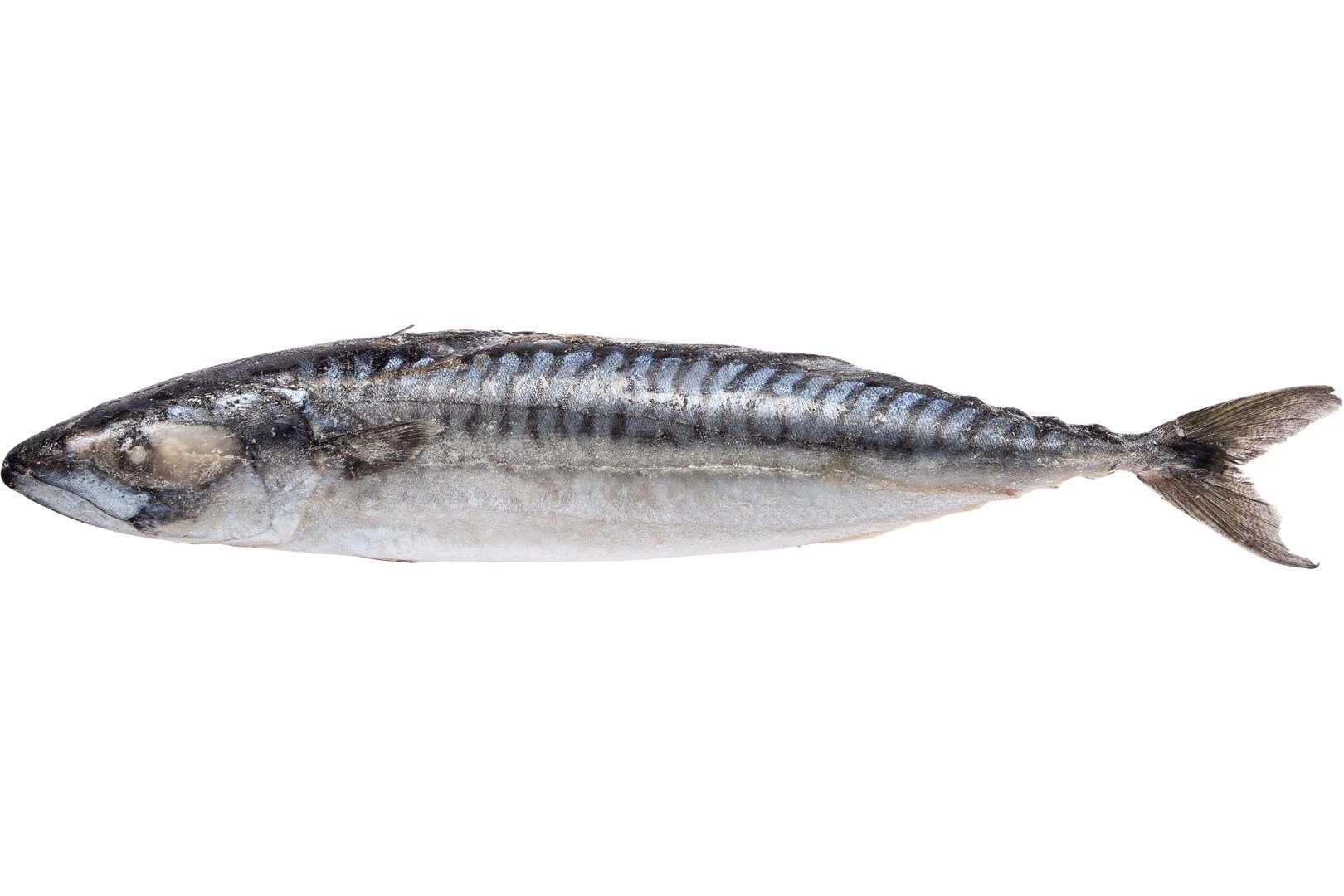 Фото Скумбрія «Mackerel» Норвегія