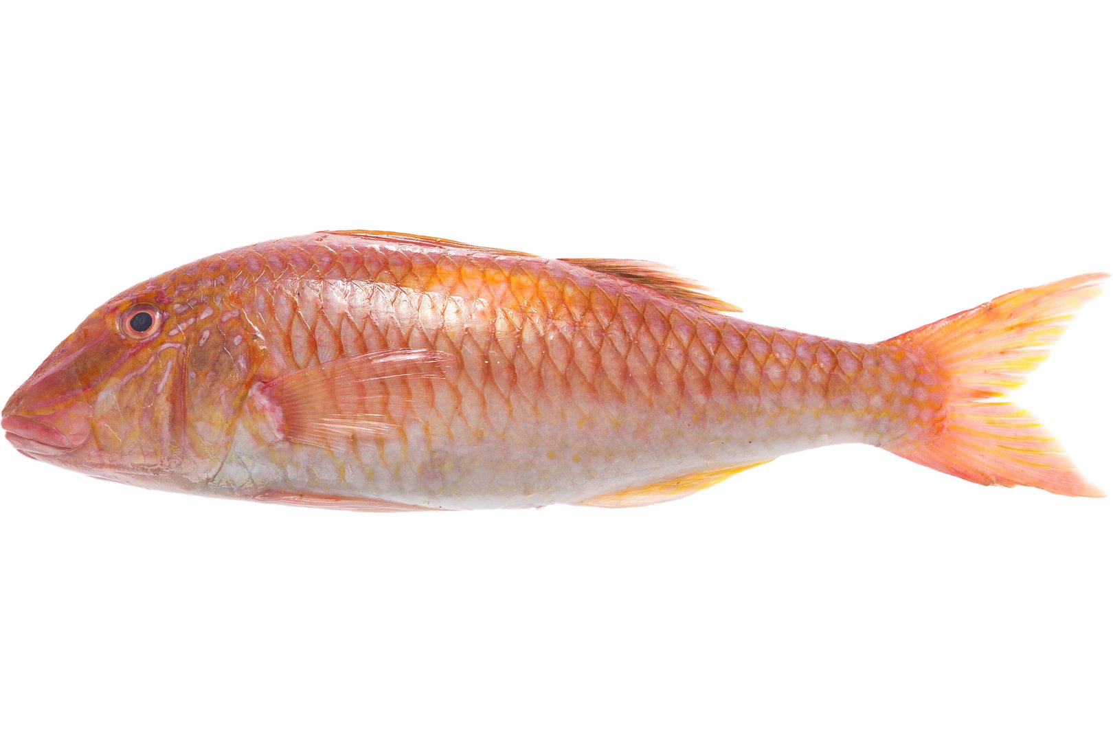 Photo Red mullet, chilled, Greece