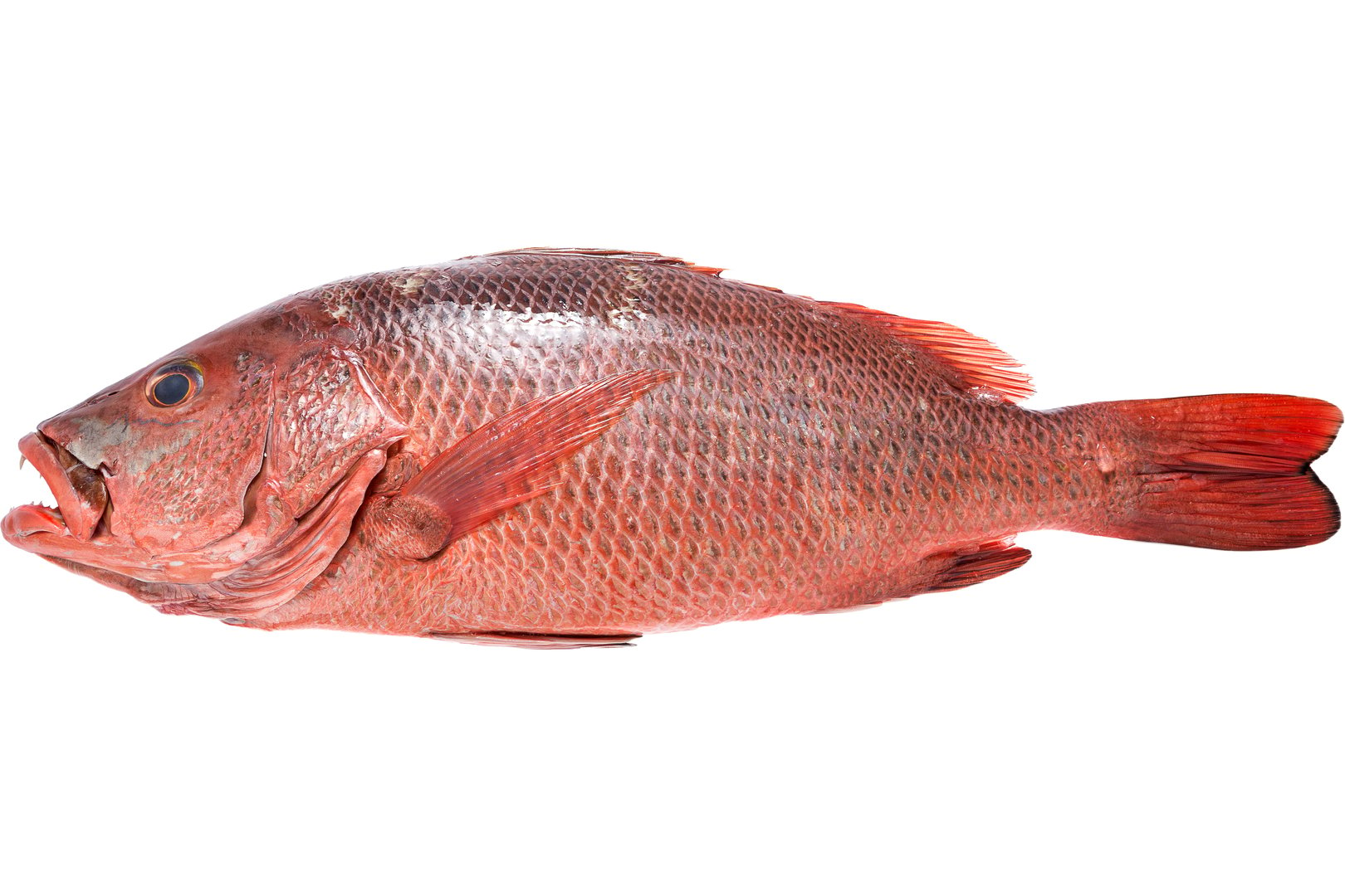 Photo Редснеппер «Red snapper» охолоджений