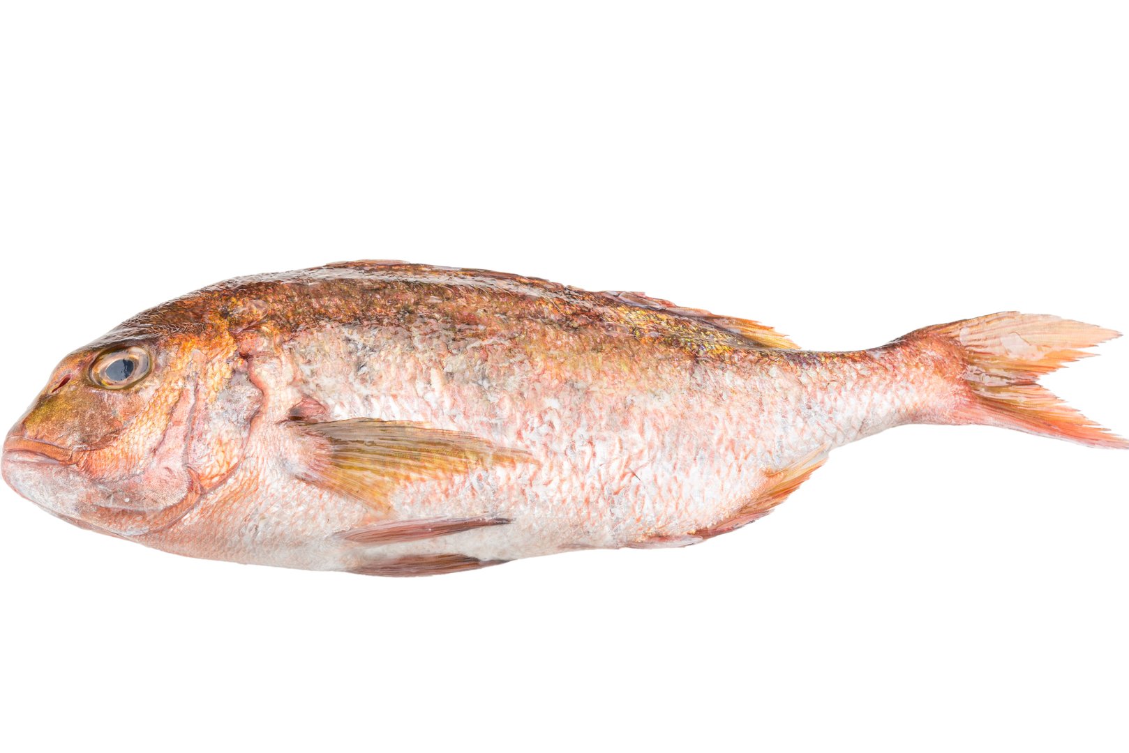 Фото Пагр красный «Red Seabream» Греция