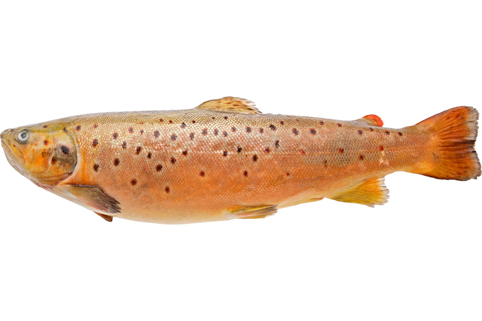 Photo Форель «Trout» дефростована Норвегія