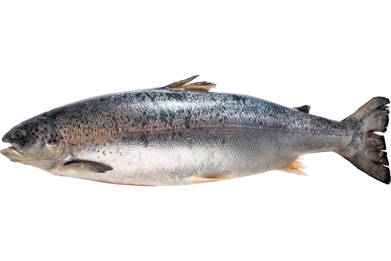Фото Лосось «Salmon» 5-9 охолоджений, Норвегія