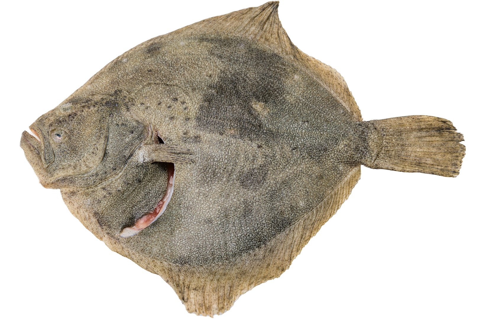 Photo Turbot flounder