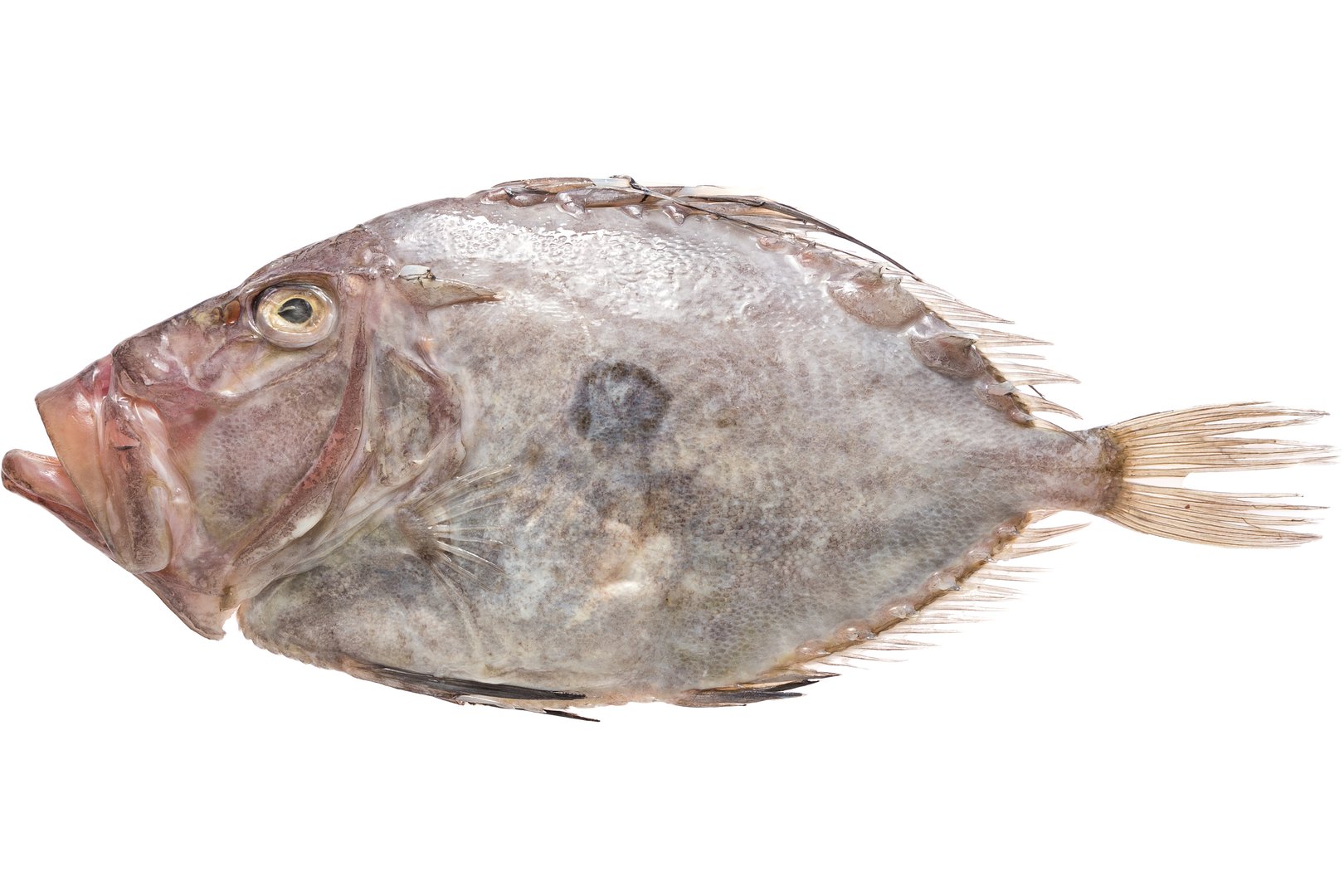 Photo John dory chilled Greece