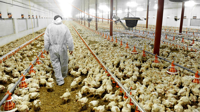 FAIRR Report Reveals Financial Risks of Industrial Animal Agriculture for Banks - How Factory Farm Finance May Impact Your Money