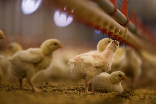 Lincolnshire Chicken Megafarm Delayed: 1,000+ Objections Raise Air Pollution, River & Antibiotic Resistance Risks
