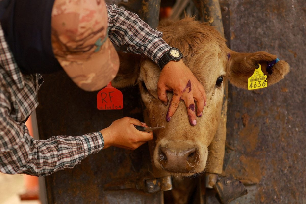 Screwworm Is Just the Latest Disease Risk From Factory Farms