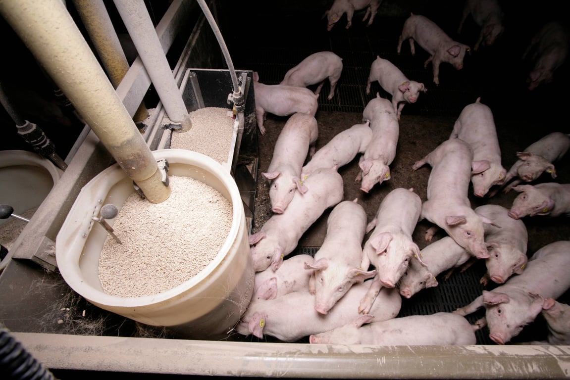 Factory Farming is Leading Driver of Food Waste – Banks are Critical to Address It, New Report Finds