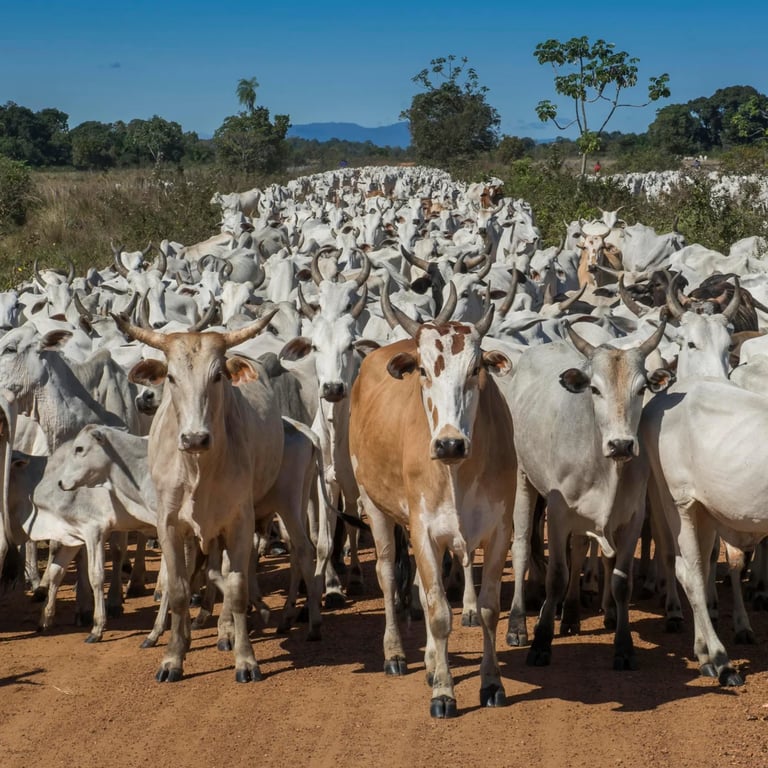 Factory farm giant JBS linked to illegal grazing on indigenous land, yet remains heavily financed by major banks