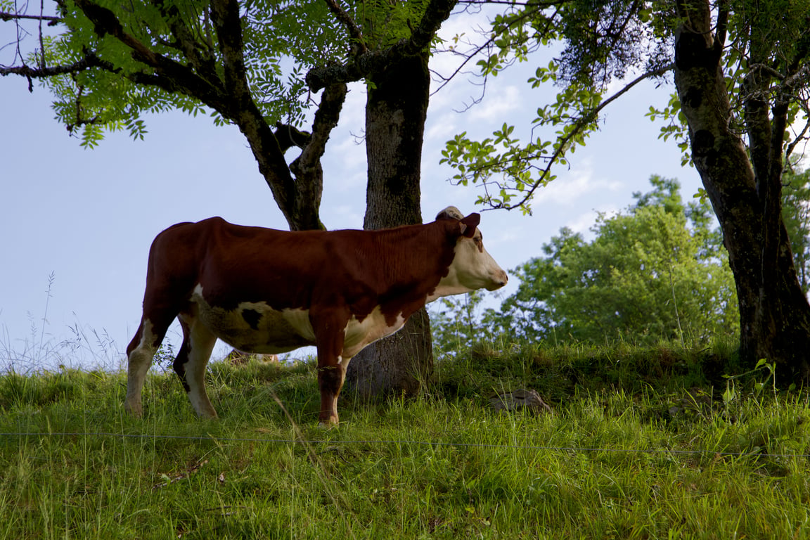 Vache dans un champ