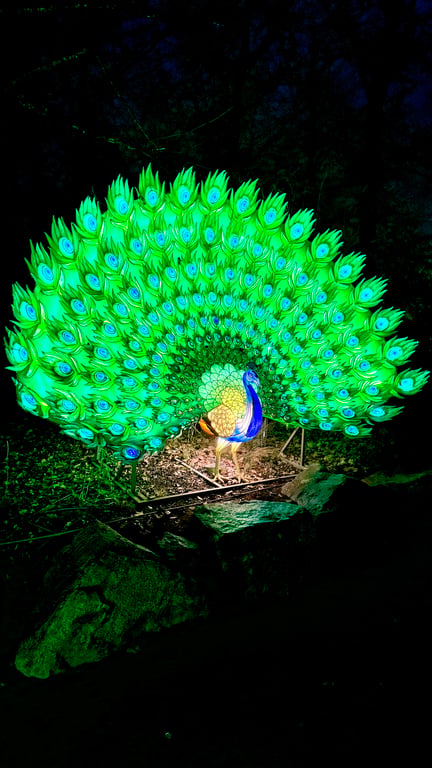 Un paon lumineux au safari de peaugres