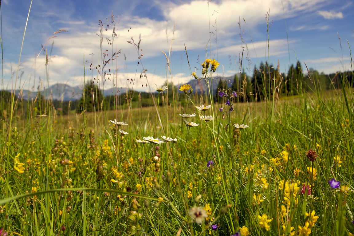 Fleurs dans un champs au Mont Revard au mois de Juillet