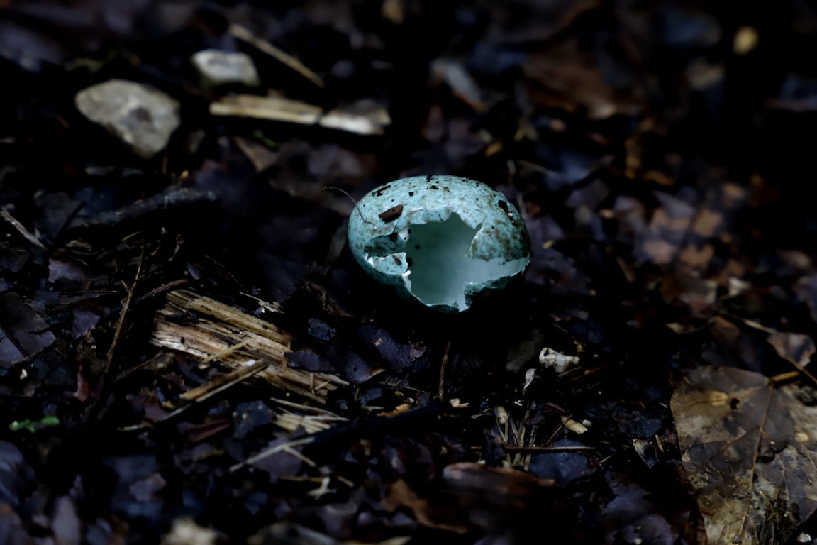 Une coquille d'oeuf d'oiseau vide au sol