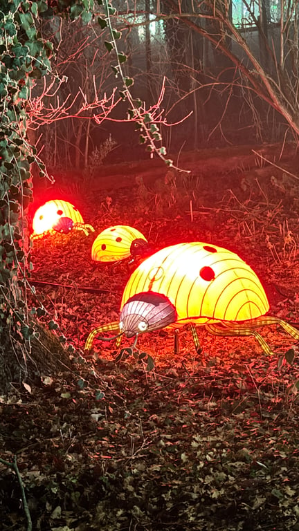 Les coccinelles du festival lumières sauvages du safari de Peaugres 