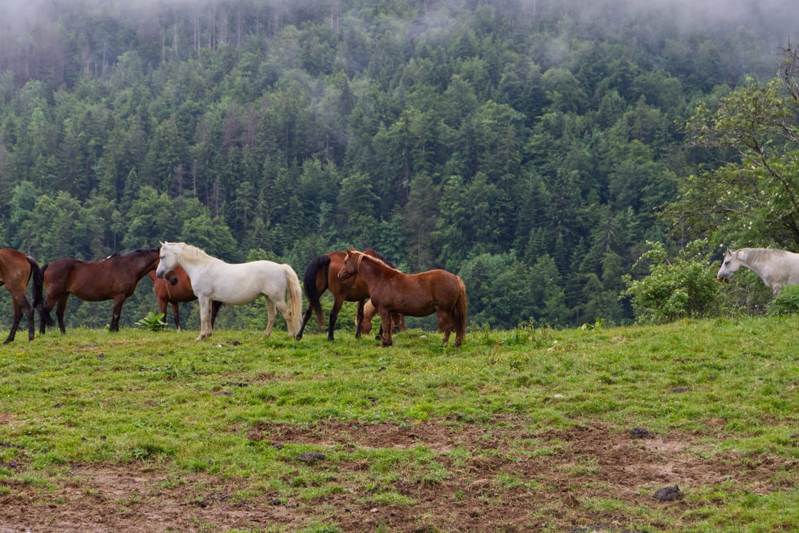 Chevaux en libertés au Creux de Lachat