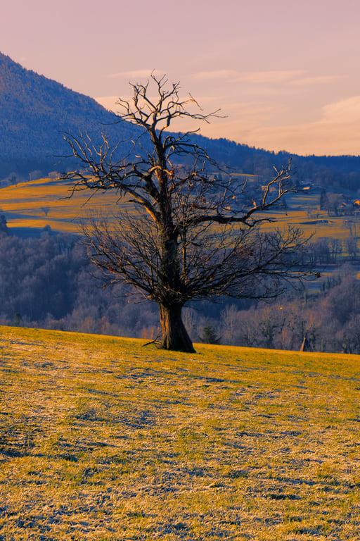 L'arbre mort solitaire au milieu du champ