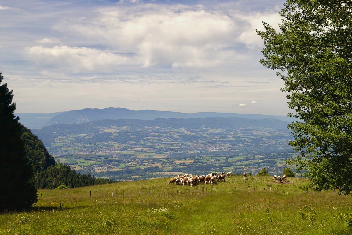 Les vaches paturent dans un champ autour de la Croix des Bergers