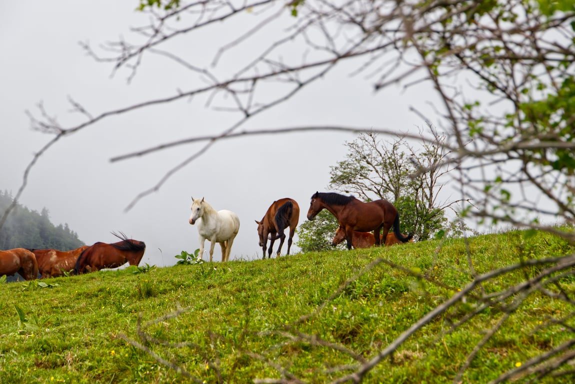 Chevaux en libertés au Creux de Lachat