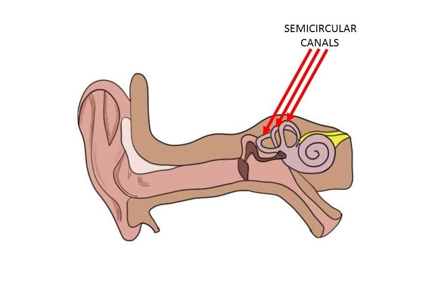 A diagram showing semicircular canals. Taken from Neuroscientifically Challenged