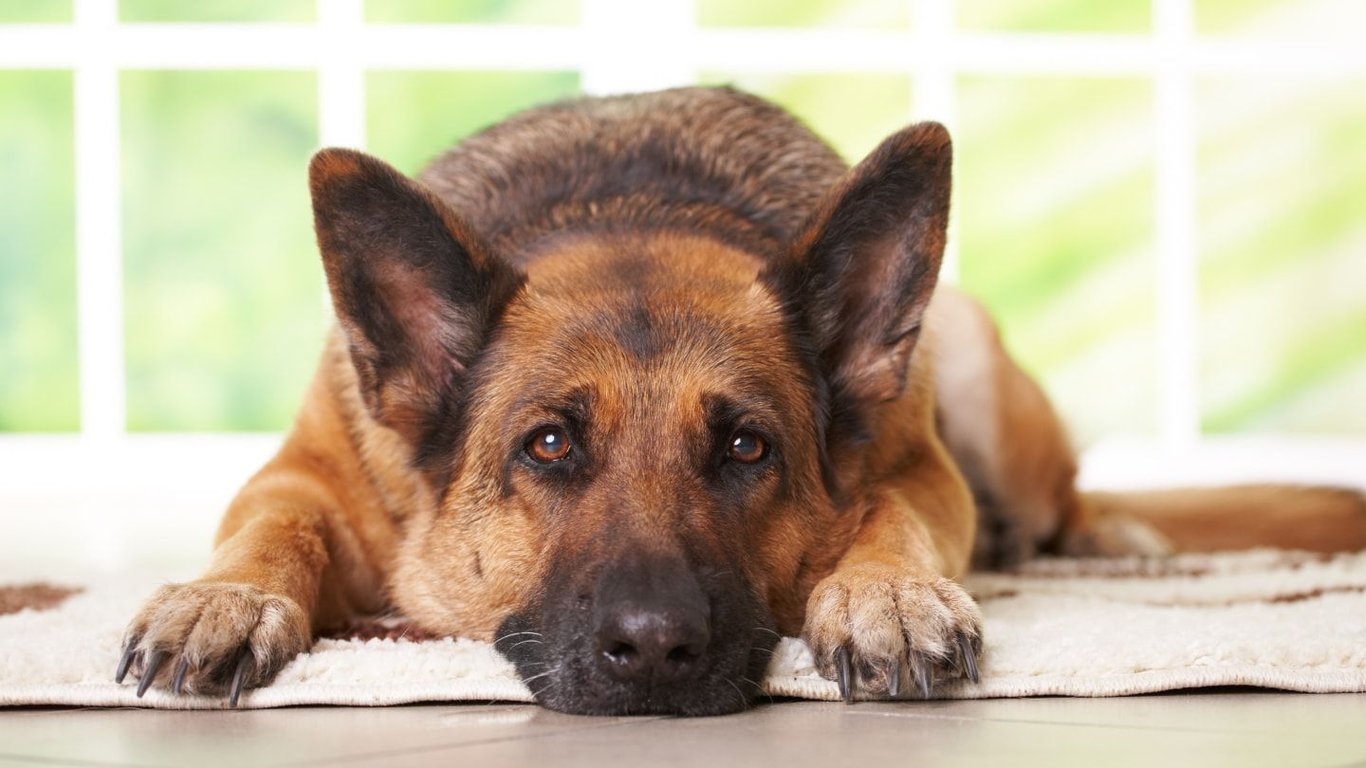 What is Autism and Can Dogs Have It?