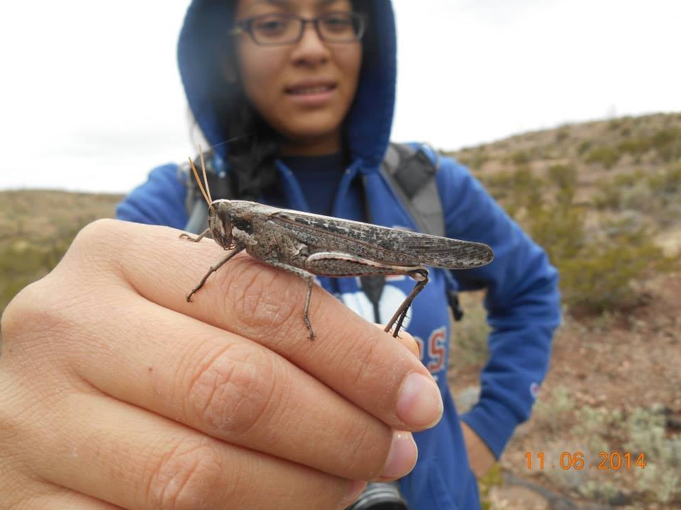 Sara holding Schistocerca nitens