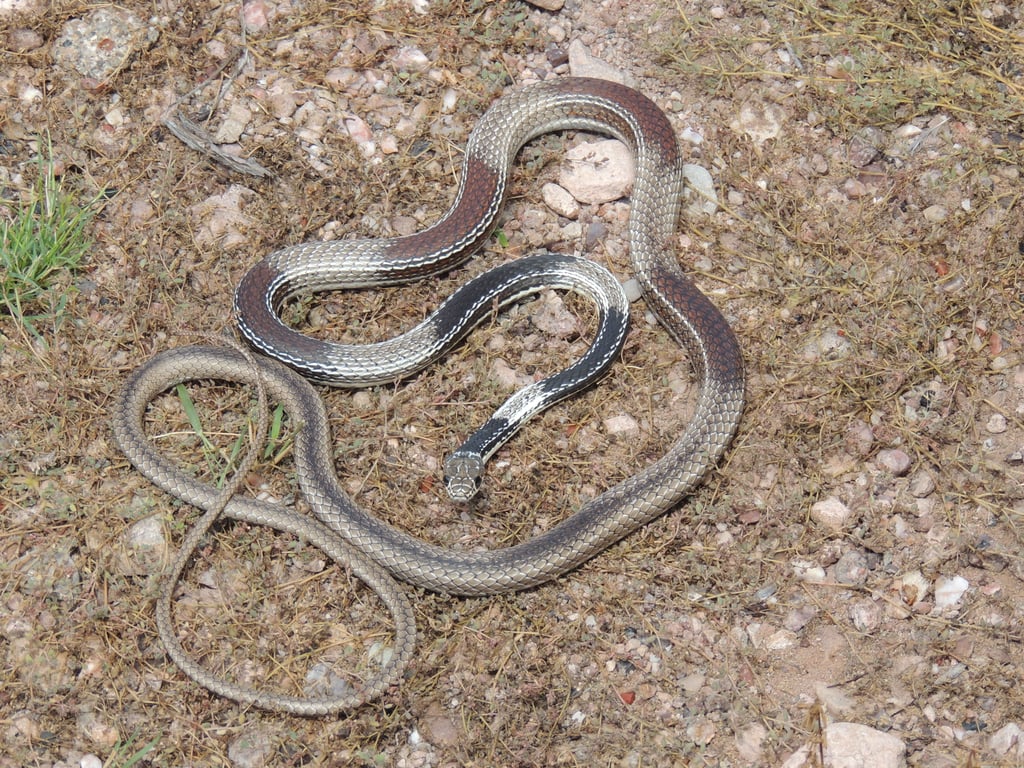 Masticophis taeniatus - Striped Whipsnake