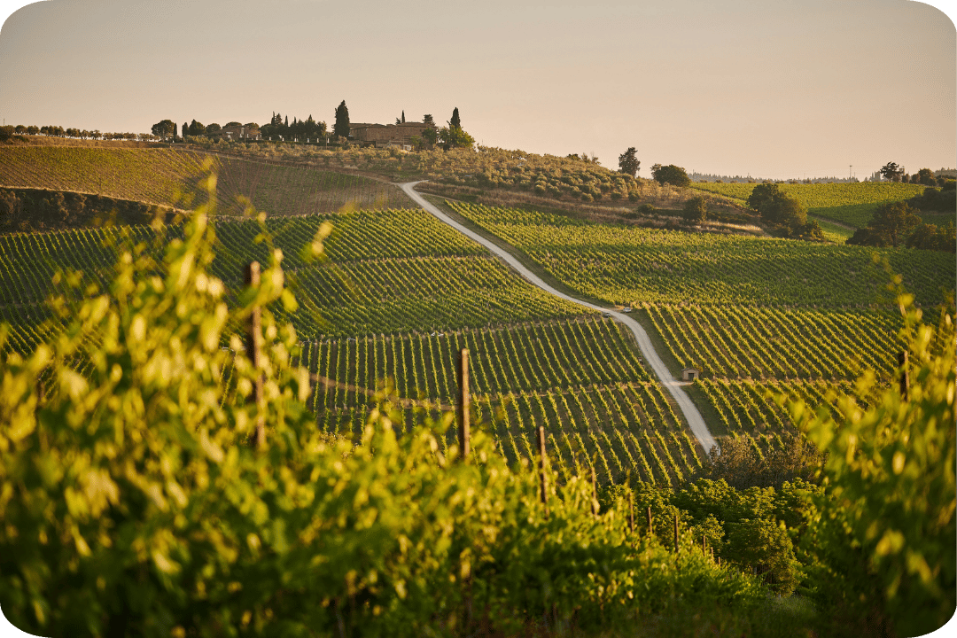A long stretch of vineyard groves leading up a slope or hill. There is a building and trees in the distance.