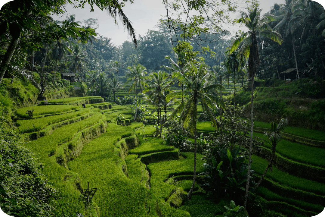 Green forest with palm trees and cliff in Bali.