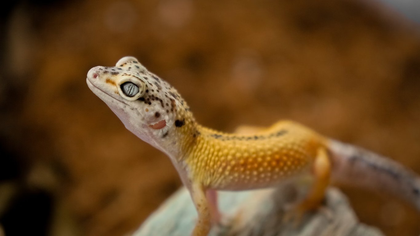 Pet Insurance: Exotic Pet